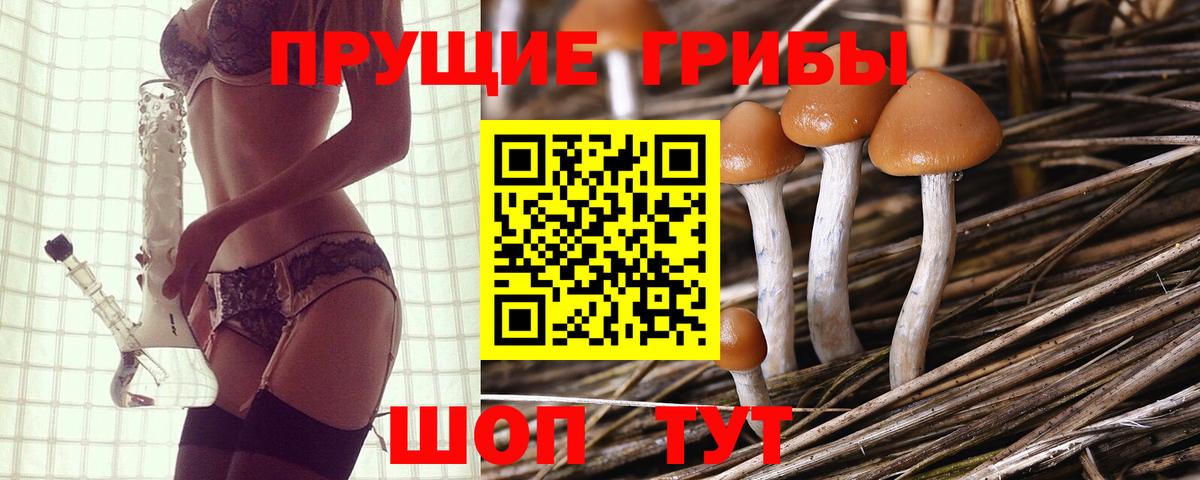 Галлюциногенные грибы Psilocybine cubensis Прохладный